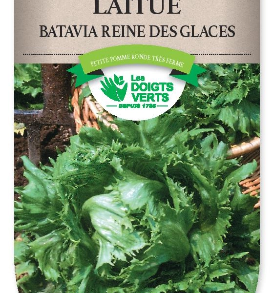 LAITUE BATAVIA reine des glaces - FRAIS DE PORT OFFERT Graines potagères