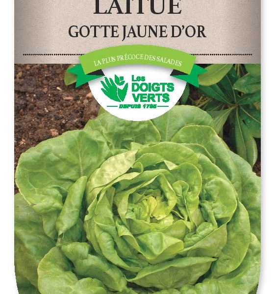 LAITUE Gotte Jaune d'Or - FRAIS DE PORT OFFERT Graines potagères