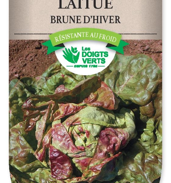 LAITUE Brune d'hiver - FRAIS DE PORT OFFERT Graines potagères