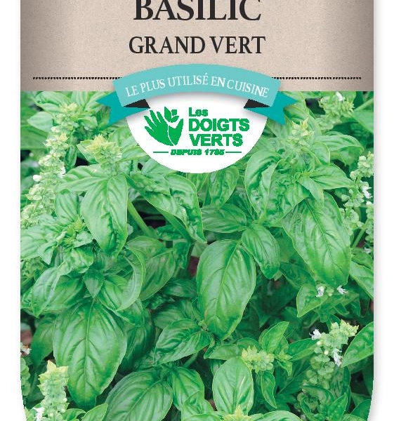 BASILIC Grand vert - FRAIS DE PORT OFFERT Graines potagères