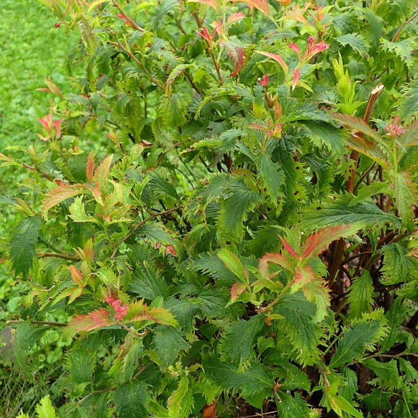 SPIRAEA japonica 'Crispa' - Spirée japonaise à feuilles crispée