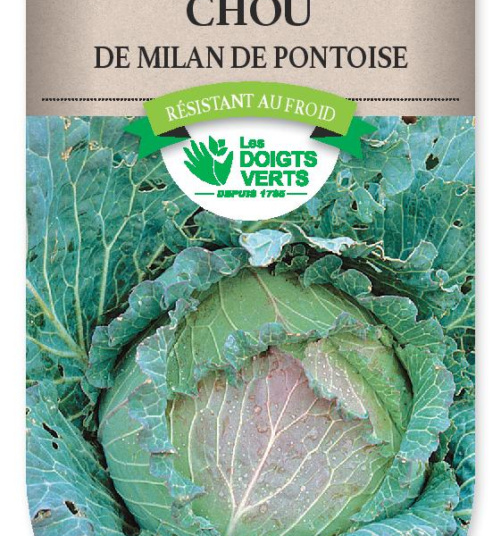 CHOU MILAN de Pontoise 3 - FRAIS DE PORT OFFERT Graines potagères