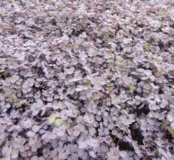 ACAENA inermis 'Purpurea' - Lampourde