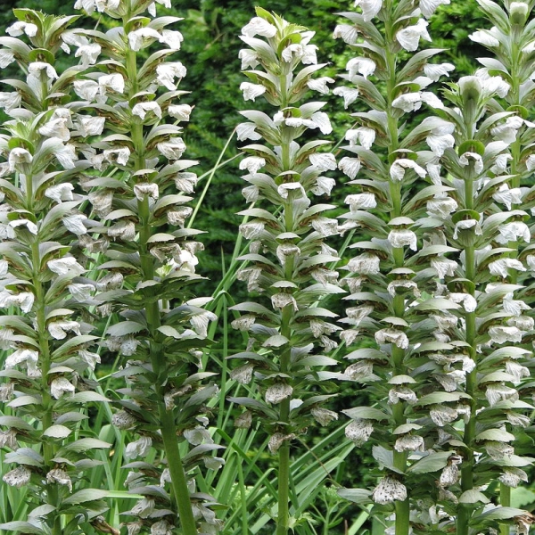 ACANTHUS mollis 'Rue Ledan' - Acanthe à feuilles molles