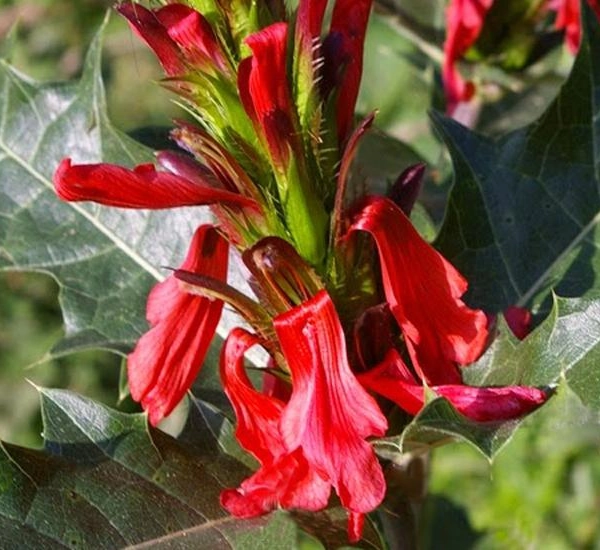 ACANTHUS Sennii