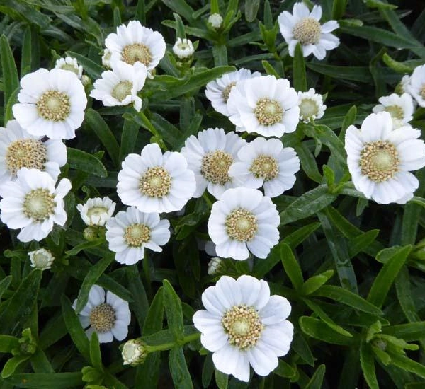 ACHILLEA Ptarmica 'Weihenstephan' - Bouton d'argent 'Weiehenstephan'