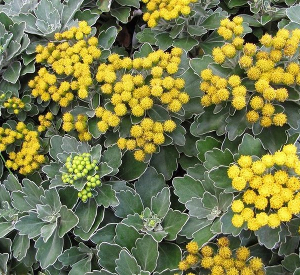 AJANIA Pacifica 'Gold and Silver' - Chrysanthème du Pacifique