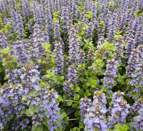 AJUGA Genevensis 'Tottenham'