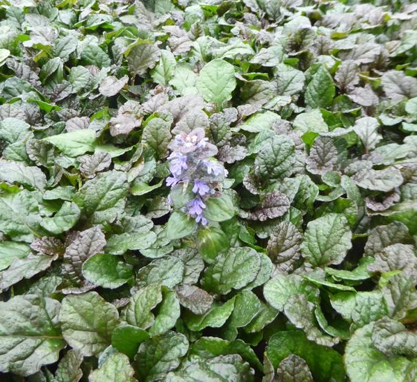 AJUGA Reptans 'Braunherz'