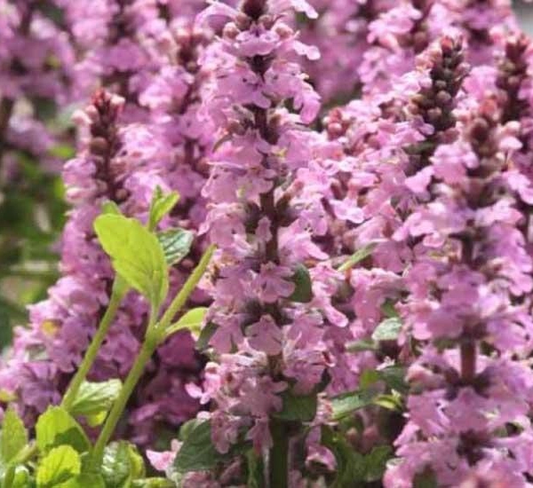 AJUGA reptans 'Rosea' - Bugle Rampante
