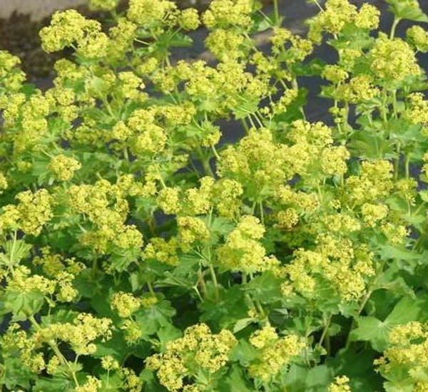 ALCHEMILLA epipsila - Alchémille