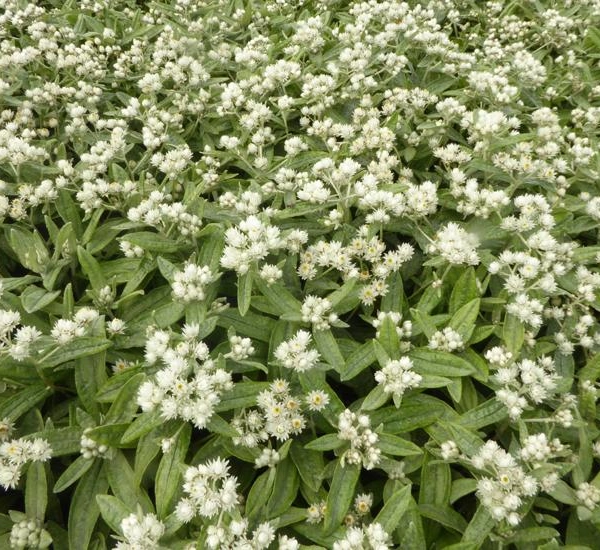 ANAPHALIS triplinervis 'Silver Wave' - Immortelle