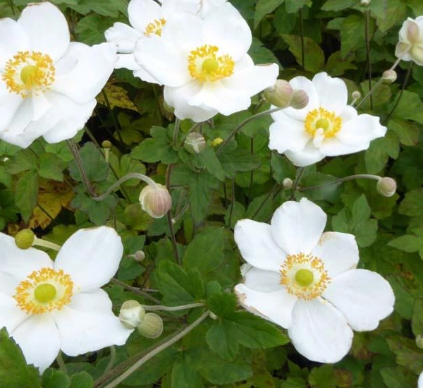 ANEMONE 'Coupe d'argent'