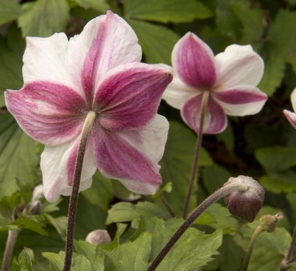 ANEMONE 'Dainty Swan'