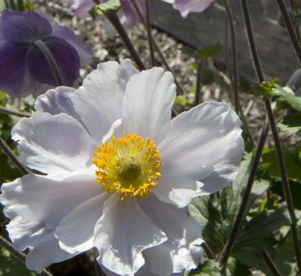 ANEMONE 'Dreaming Swan'®