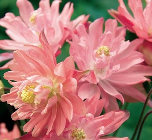 AQUILEGIA vulgaris 'Clementine Salmon Rose' - Ancolie