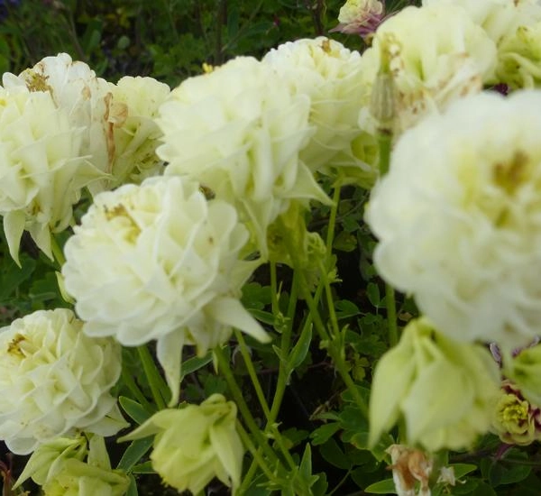 AQUILEGIA vulgaris 'Clementine White' - Ancolie