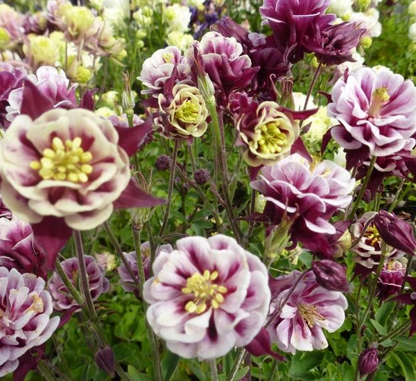 AQUILEGIA vulgaris 'Winky Double Red White'