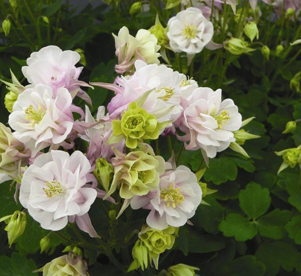 AQUILEGIA vulgaris 'Winky Double Rose White'