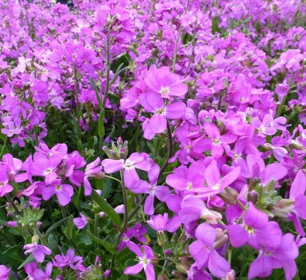 ARABIS blepharophylla 'Fruhlingszauber' - Arabette de Californie