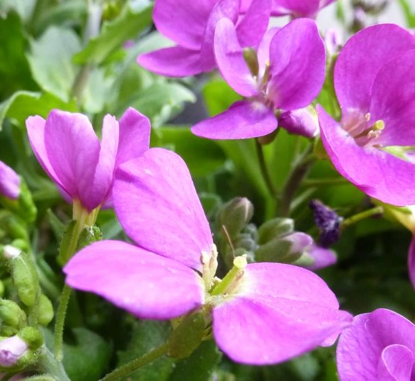 ARABIS Caucasica 'Rosea' - Arabette du Caucase