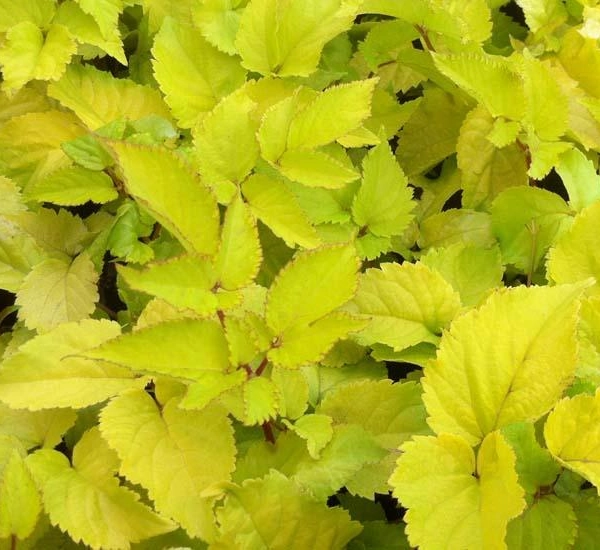 ARALIA cordata 'Sun King'