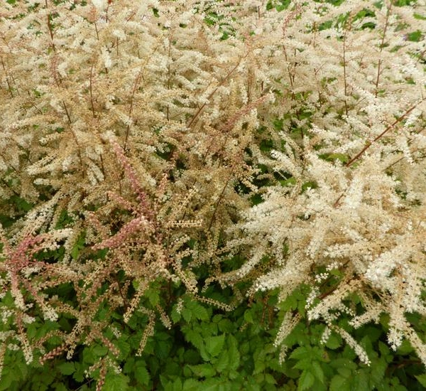 ARUNCUS 'Misty Lace'