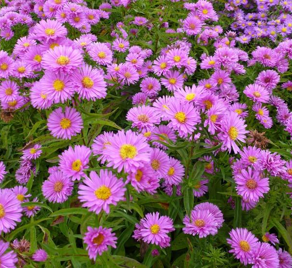ASTER 'Wood's Pink'