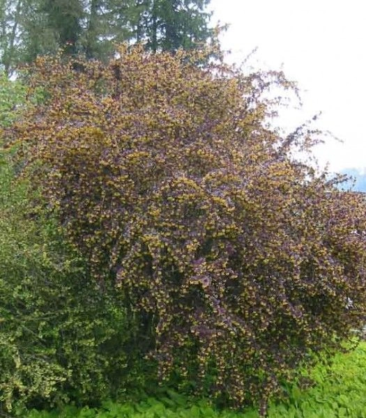 BERBERIS ottawensis 'Superba' - Epine vinette 'Superba'