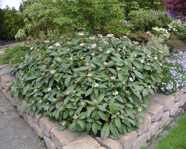 VIBURNUM davidii