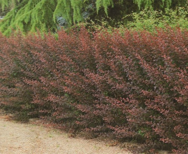 BERBERIS thunbergii 'Atropurpurea' - Epine vinette de Thunberg rouge
