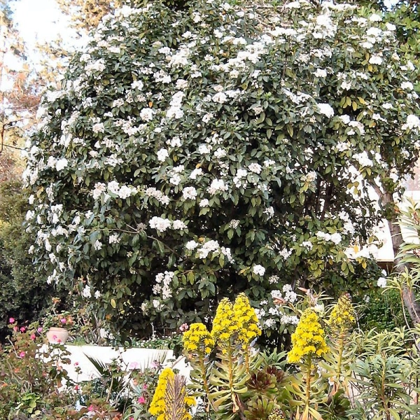 VIBURNUM tinus - Laurier tin