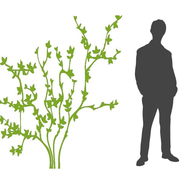 VIGNE 'Muscat de Hambourg' - Raisin de table