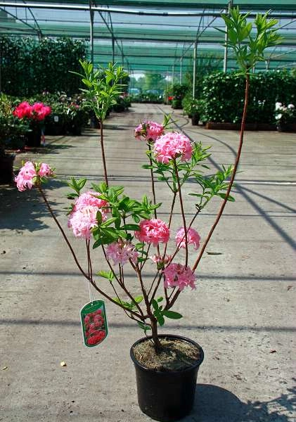 AZALEE mollis 'Rose'