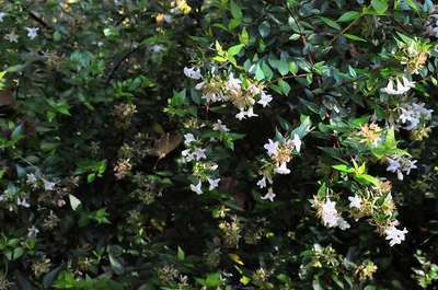 ABELIA grandiflora 'Sherwood'