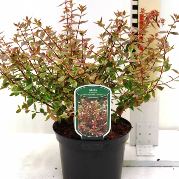 ABELIA grandiflora 'Sunshine Daydream'® (Abelops'®)