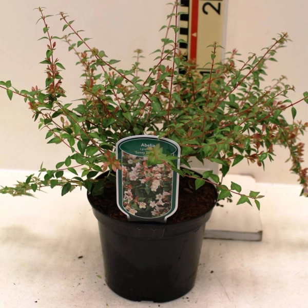 ABELIA grandiflora 'Suny Charm' ® (Minduo01®)