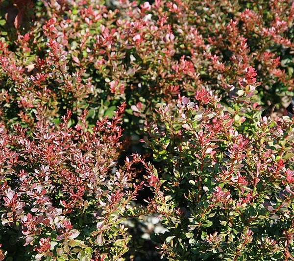 BERBERIS thunbergii 'Bagatelle' - Epine vinette de Thunberg 'Bagatelle'