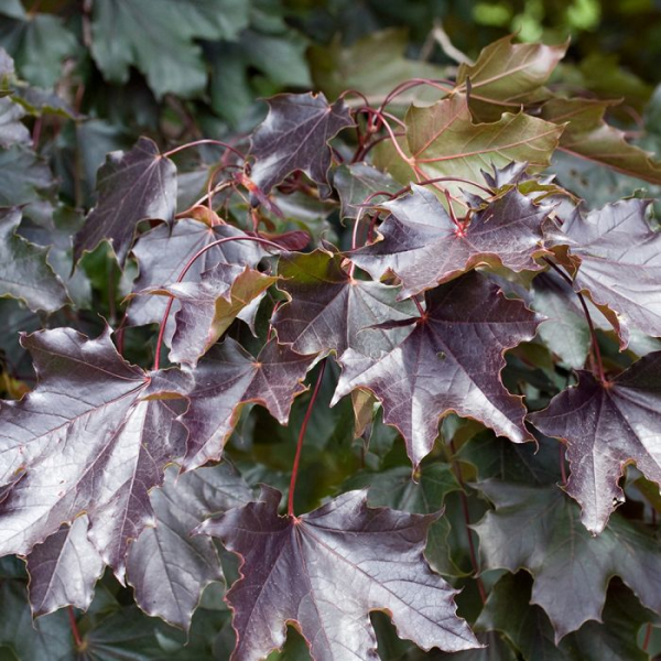 ACER platanoides 'Royal Red' - Erable plane 'Royal Red'