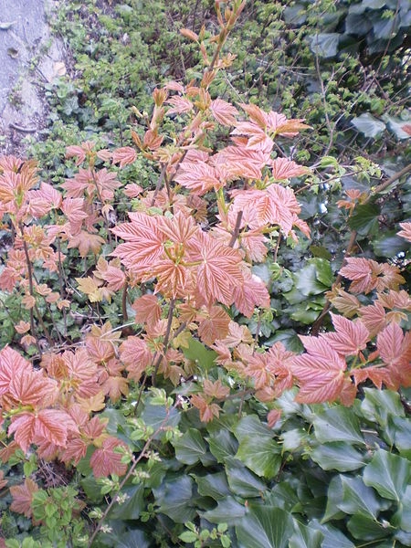 ACER pseudoplatanus 'Brilliantissimum' - Erable sycomore, Erable crevette