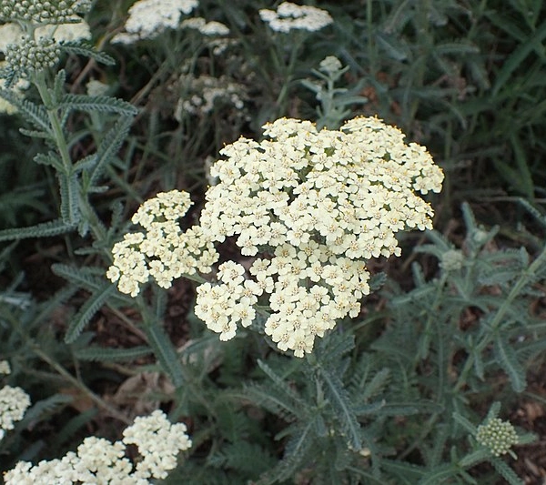 ACHILLEA 'Anthea'