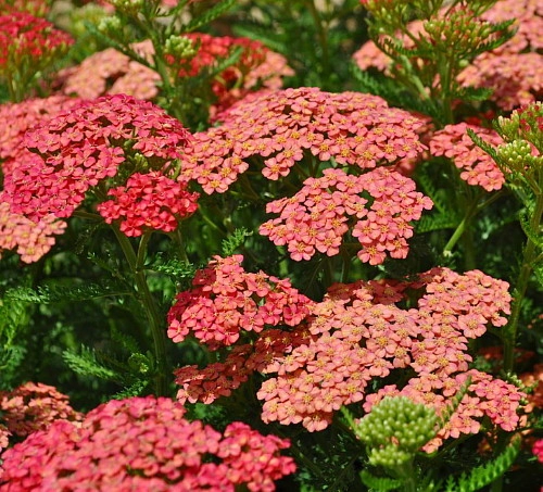 ACHILLEA 'Apricot Delight'
