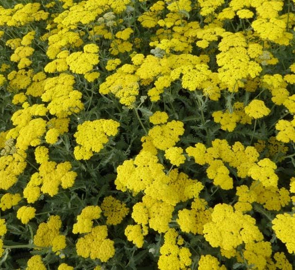 ACHILLEA 'Moonshine' - Achillée vivace