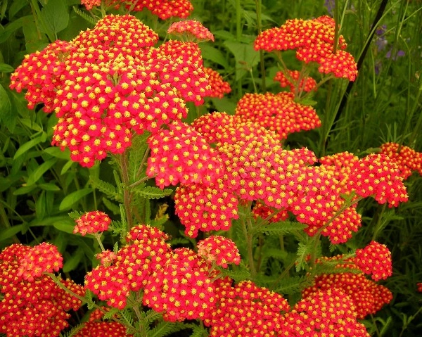 ACHILLEA millefolium 'Safran'
