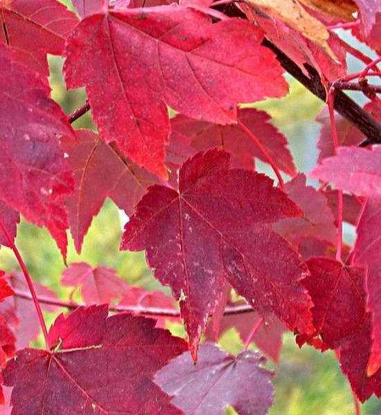 ACER rubrum - Erable rouge