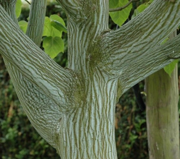 ACER rufinerve - Erable à peau de serpent