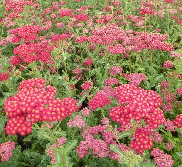 ACHILLEA millefolium 'Belle Epoque'