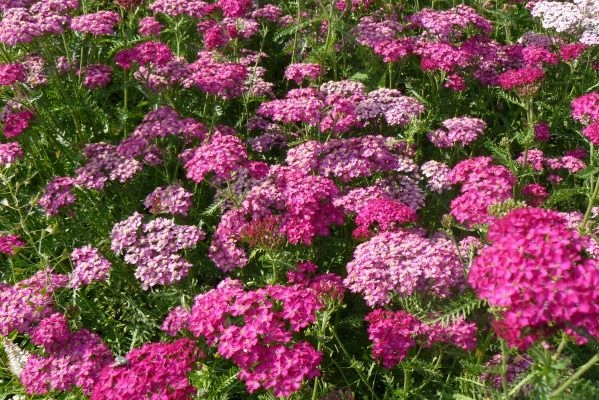 ACHILLEA millefolium 'Heidi'