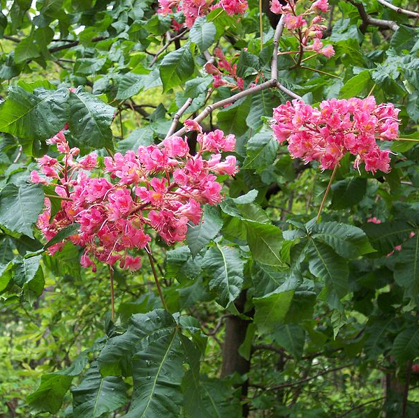 AESCULUS X carnea 'Briotii' - Maronnier à floraison rouge 'Briotii'