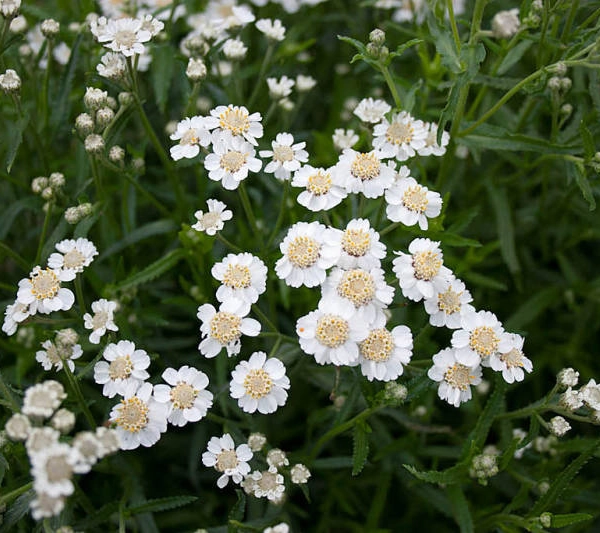 ACHILLEA ptarmica 'Diadeem' - Achillée, Bouton d'argent